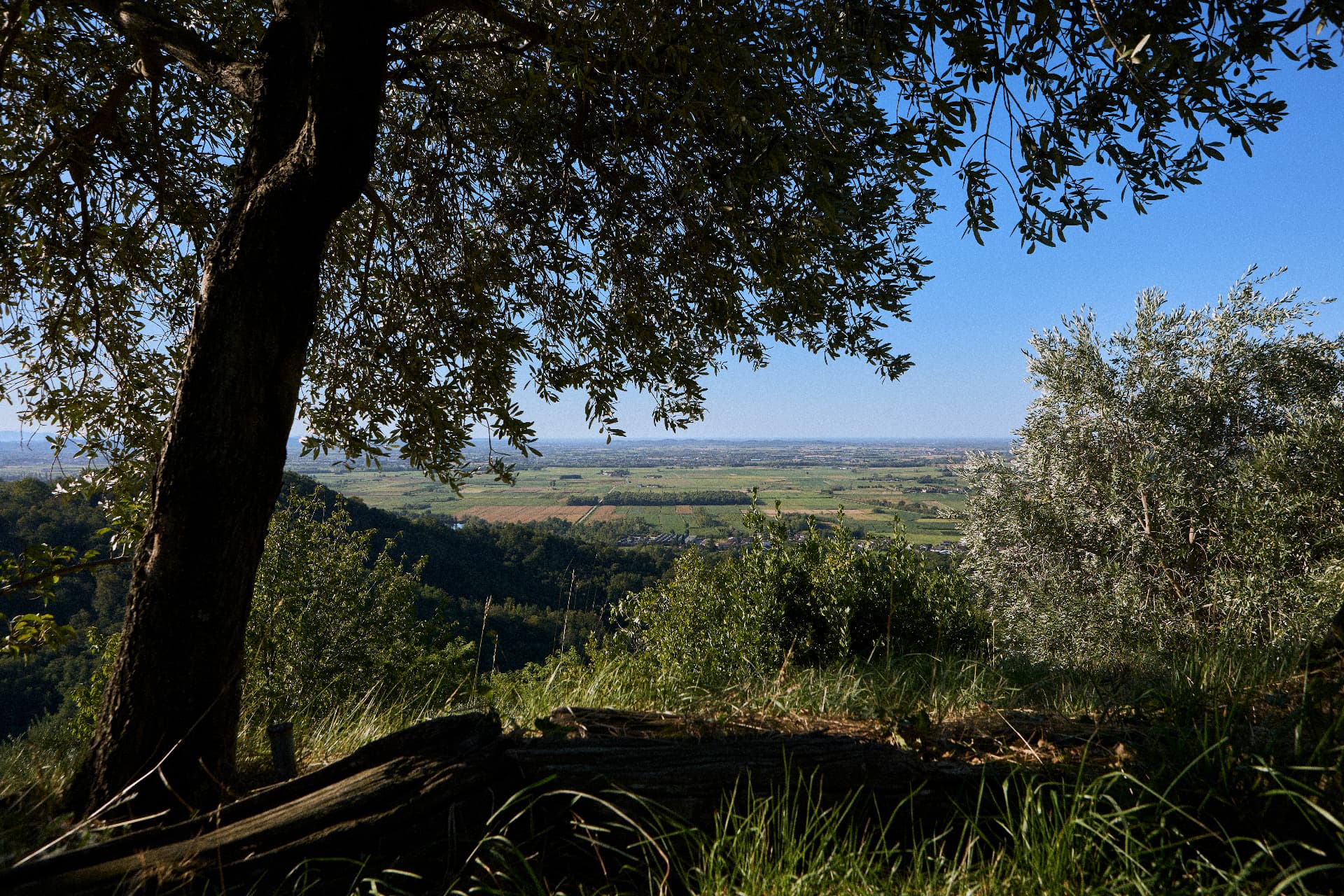 La vista sulla valle dal pendio degli ulivi di Campeglio