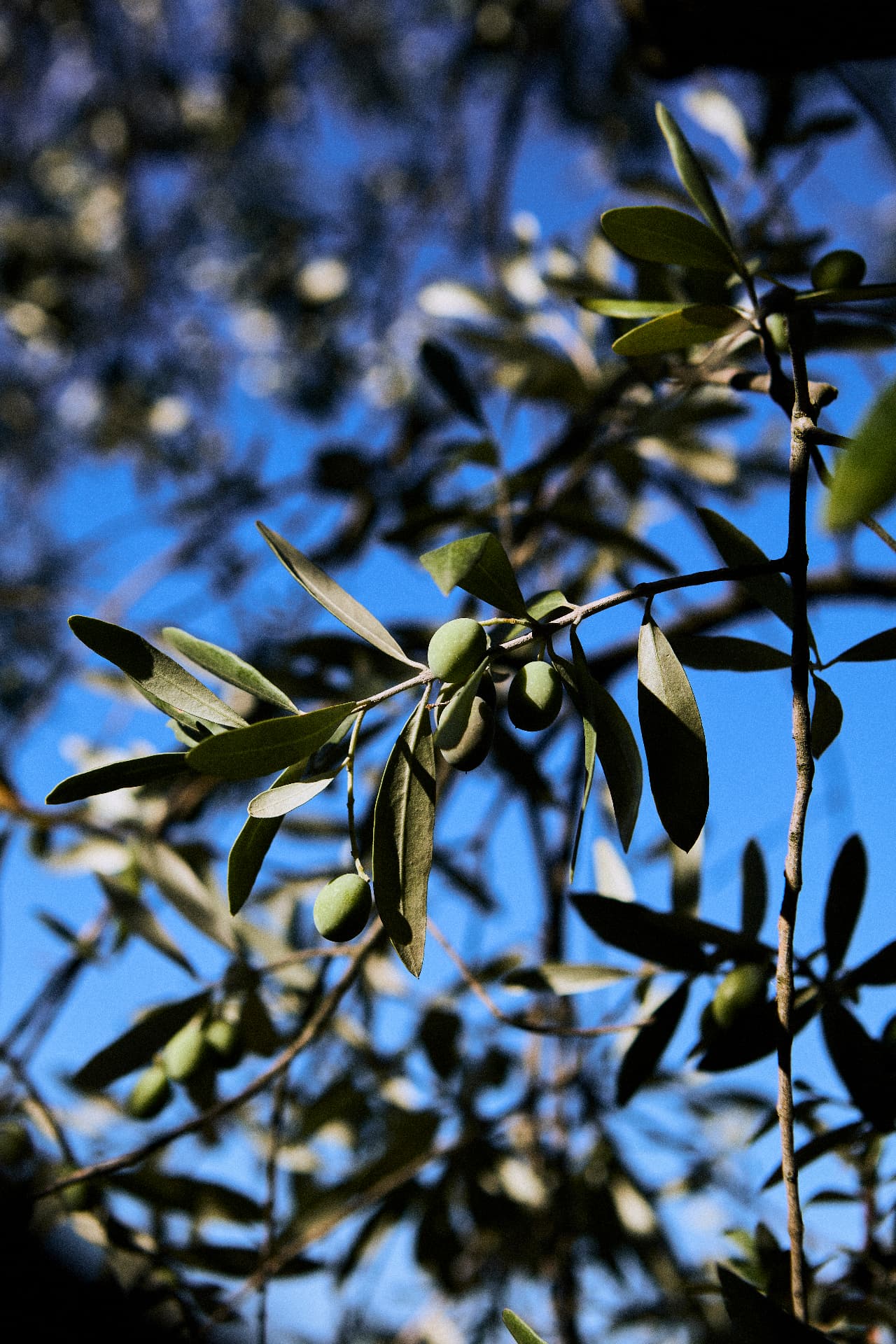 Le olive verdi sul ramo, contro il cielo azzurro